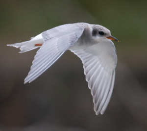 Black-fronted tern in flight