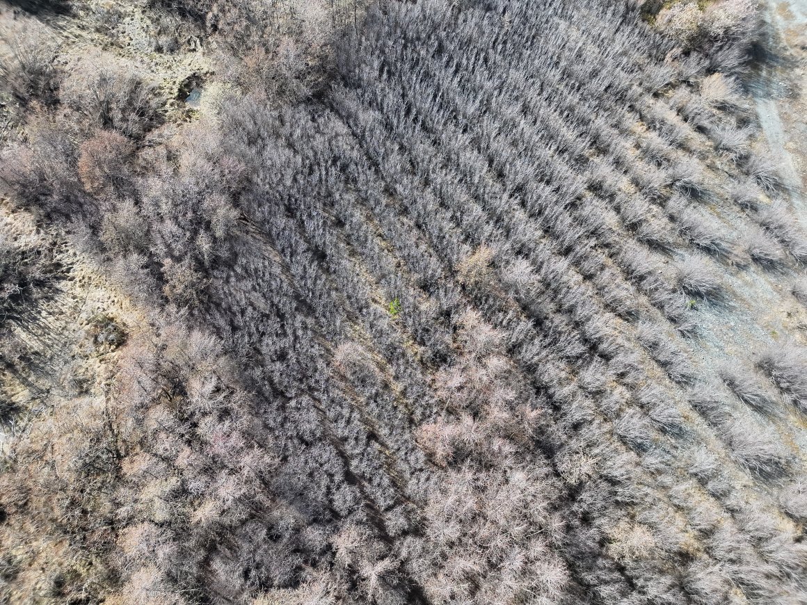 Viewed from above: Rows of brown trees without foliage with one small speck of green in the centre