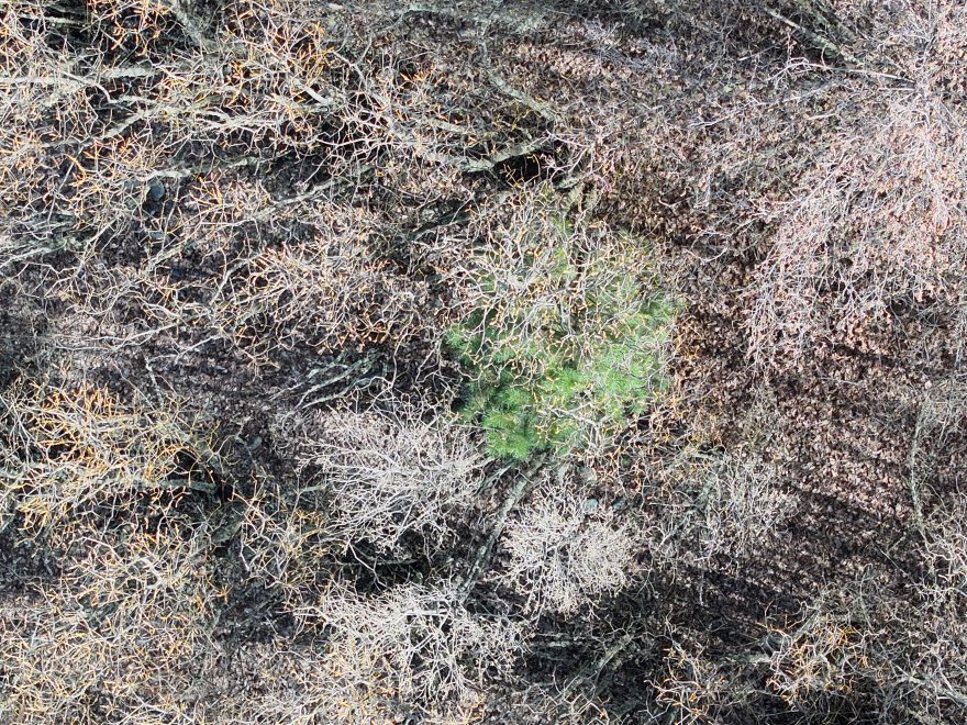 A green tree amongst brown trees as viewed from above