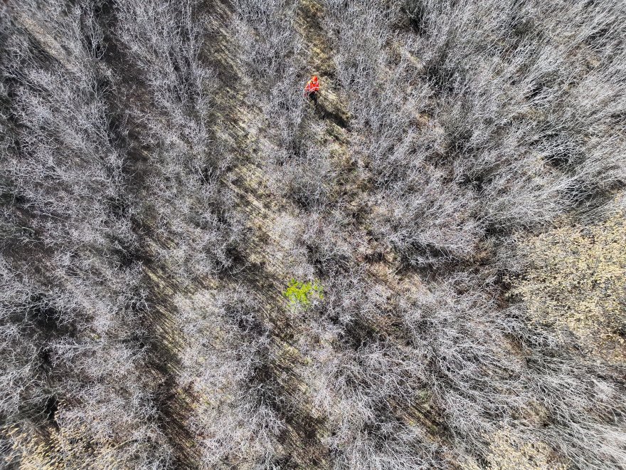 Viewed from above: A person wearing high vis gear walking towards a vibrant green tree amongst rows of brown leafless trees