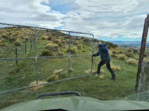 Gary Walker opening a gate at Bellamore Crown pastoral lease in Otago