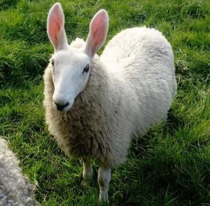A rabbit-looking sheep