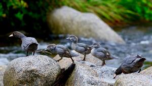 Whio family in Katipo Creek, Heaphy Track DOC Crown Copyright