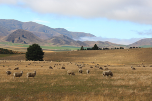 Sheep on Crown pastoral land