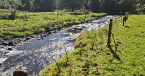rows or small newly planted trees along a riverbank