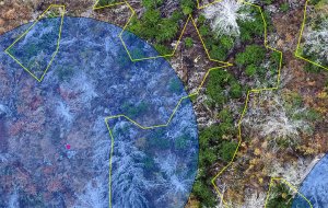 Overhead view of thick bush, with a large circle on the left, taking up nearly half the image, showing where whip broom clearing has been happening
