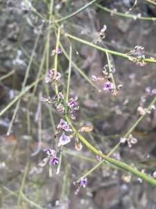 Small flowers peppered along the spindly branches of the whip broom plant