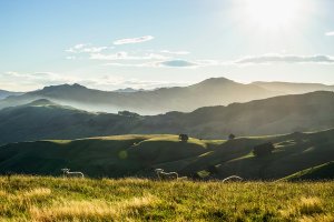High country image with grazing sheep