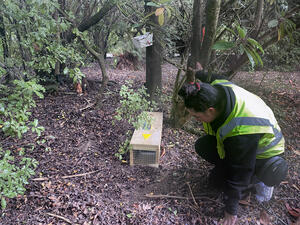 a person in the bush, dressed in high-vis clothing, looking into a wooden rat or stoat trap