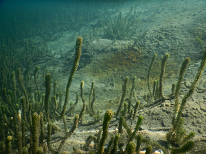 The invasive weed lagarosiphon growing on the bottom of a lake