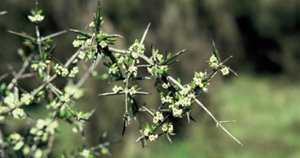 Close up of a thorny matagouri bush