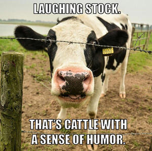 Funny image of a laughing cow