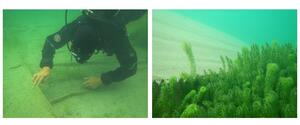 Diver checking hessian weed matting and lagarosiphon