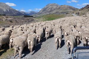 herd of sheep on a gravel road in the High Country