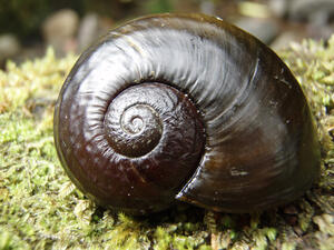 Kauri snail, Mangamuka Reserve