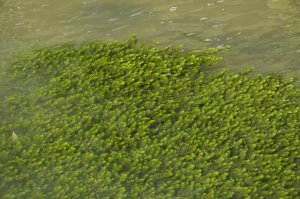 Image of Hornwort on the water’s surface. 