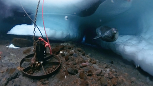 Image of a seal inspecting the repaired Scott Base tide gauge. 