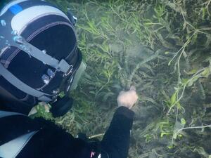 Diver weeding lagaroshiphon.