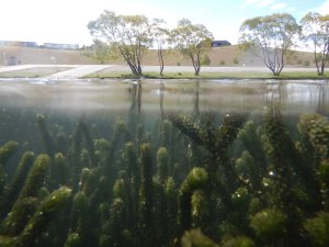 View across Lake Dunstan with lagarosiphon visible under the surface of the lake