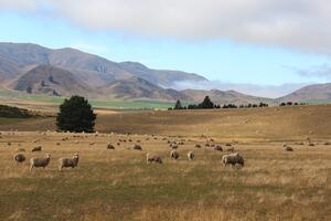 Sheep on a high country farm