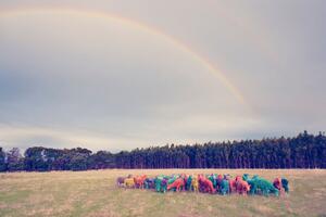 A herd of sheep whose wool has been dyed in bright colours standing in a paddock under a rainbow
