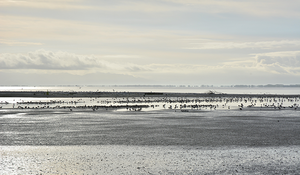 View across the River Thames, with beach and birds in the foreground