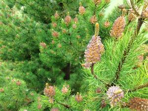 Pine cones on a tree.