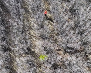 From above: a person wearing hi vis gear approaching a green tree amongst brown brush