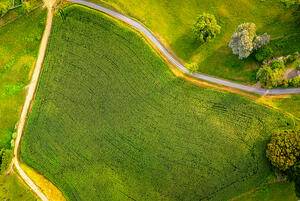 Aerial view of a field of maize alongside a road in the Waikato